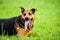 Portrait of a beautifull dog over green blurred background. The happiest dog in a world !