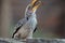 Portrait of a beautifull southern Yellow billed hornbill,Tockus leucomelas, with huge beak sitting on the branch