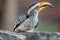 Portrait of a beautifull southern Yellow billed hornbill,Tockus leucomelas, with huge beak sitting on the branch