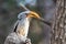 Portrait of a beautifull southern Yellow billed hornbill,Tockus leucomelas, with huge beak sitting on the branch