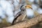 Portrait of a beautifull southern Yellow billed hornbill,Tockus leucomelas, with huge beak sitting on the branch