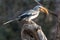 Portrait of a beautifull southern Yellow billed hornbill,Tockus leucomelas, with huge beak sitting on the branch