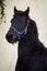Portrait beauty foal - friesian horse stallion