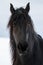 Portrait beauty friesian horse