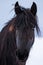 Portrait beauty friesian horse