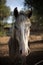 A portrait of a beauty horse with flying flies