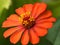 A portrait of the beauty of orange zinnia flowers in bloom is perfect for calming a troubled heart.flowers in photos in detail