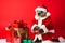 Portrait of a Beaver Dressed in a Red Santa Claus Costume in Studio with Colorful Background