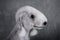 Portrait of Bedlington Terrier dog on a gray background
