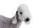 Portrait of Bedlington Terrier dog on a white background