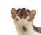 Portrait of Beech marten looking up, isolated