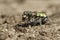 Portrait beetle standing on the ground in the desert