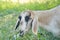 Portrait of a beige and black goat in shade on a meadow