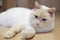 Portrait of  beige  British adult cat at home