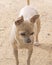 Portrait of Beige Chihuahua on Beige Background