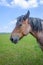 Portrait of a Belgian horse standing in a Dutch meadow