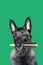 Portrait of Belgian Malinois shepherd dog with a hairbrush between teeth for hygiene, hair care and dog`s hairstyle on green bac