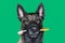 Portrait of Belgian Malinois shepherd dog with a toothbrush between teeth for hygiene and dental care of the dog on green backgr