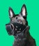Portrait of Belgian Malinois shepherd dog wearing an armored muzzle for the job of security officer on green background
