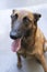 Portrait of a Belgian sheepdog or Malinois dog sitting looking at camera