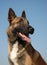 Portrait of belgian shepherd