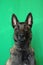 Portrait of a Belgian Shepherd dog Malinois charbonnÃ©e with a proud and powerful port of the head to the attentive glance