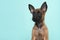 Portrait of a belgian shepherd or Malinois dog puppy looking away on a turquoise blue background