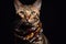 Portrait of a bengal cat in a scarf on a black background