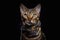 Portrait of a bengal cat in a scarf on a black background