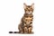 Portrait of Bengal cat on white background
