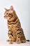 portrait Bengal cat on white background sits quietly and looks at side with interest