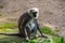 Portrait of a bengal hanuman langur, tropical monkey from bangladesh