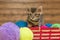 portrait of a Bengal kitten with balls of thread