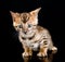 Portrait bengal kitten on dark background