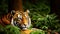 Portrait of a Bengal Tiger lying on a grass in a forest