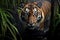 Portrait of a bengal tiger walking across the river. Amazing wildlife. Generative Ai