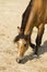 Portrait of a Berber horse.