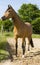 Portrait of a Berber horse.