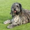 The portrait of Bergamasco Shepherd dog