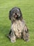 The portrait of Bergamasco Shepherd dog