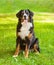 Portrait Berner Sennenhund dog on green grass