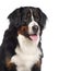 Portrait of a Bernes Mountain dog