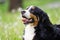 Portrait Bernese Mountain Dog