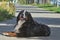 Portrait of a Bernese mountain dog close-up in the fresh air.