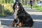 Portrait of a Bernese mountain dog close-up in the fresh air.