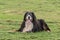 Portrait of Bernese mountain dog laying on grass