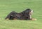 Portrait of Bernese mountain dog laying on grass