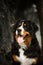 portrait Bernese mountain dog with the tongue. dark forest on background