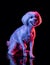 Portrait of beuatiful dog isolated on black studio background in pink neon light. Concept of beauty, domestic animal.