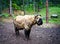 Portrait of Bhutan takin goat-cow